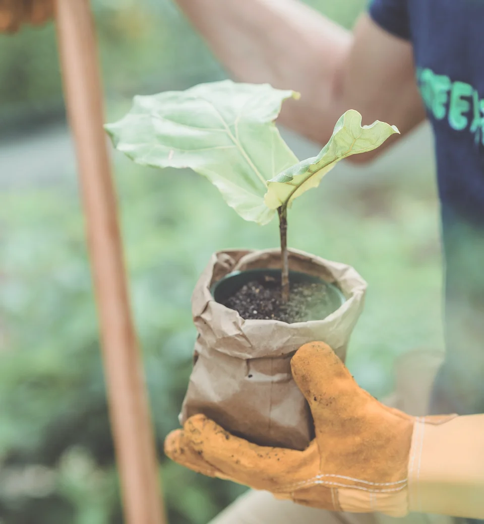 Mantenimientos (planta)